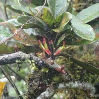 Dendrophthoe lonchiphylla (Thwaites) Danser